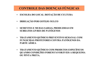 CONTROLE DAS DOENÇAS FÚNGICAS
• ESCOLHA DO LOCAL /ROTAÇÃO DE CULTURA
• IRRIGAÇÃO POR GOTEJO /SULCO
• SEMENTES E MUDAS SADIAS, PRODUZIDAS EM
SUBRATOS LIVRES DE PATÓGENOS
• TRATAMENTO QUÍMICO PREVENTIVO SEMANAL COM
FUNGICIDAS PROTETORES CONTRA PATÓGENOS DA
PARTE AÉREA
• TRATAMENTO QUÍMICO COM PRODUTOS ESPECÍFICOS
QUANDO CONDIÇÕES FOREM FAVORÁVEIS A REQUEIMA
OU PINTA PRETA.
 
