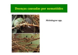 Doenças causadas por nematóides
Meloidogyne spp.
 