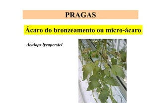PRAGAS
Ácaro do bronzeamento ou micro-ácaro
Aculops lycopersici
 