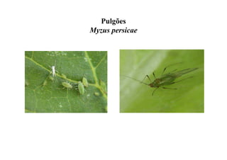 Pulgões
Myzus persicae
 