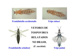 Trips palmiFrankliniella schultzei
Frankliniella occidentalis Trips tabaci
VETORES DE
TOSPOVIRUS
RELATADOS
NO BRASIL
(F. zucchini)
 