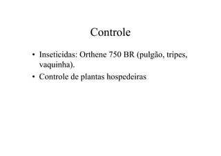 Controle
• Inseticidas: Orthene 750 BR (pulgão, tripes,
vaquinha).
• Controle de plantas hospedeiras
 