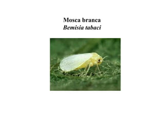 Mosca branca
Bemisia tabaci
 