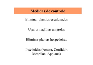 Medidas de controle
Eliminar plantios escalonados
Usar armadilhas amarelas
Eliminar plantas hospedeiras
Inseticidas (Actara, Confidor,
Mospilan, Applaud)
 