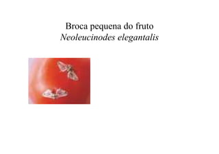 Broca pequena do fruto
Neoleucinodes elegantalis
 
