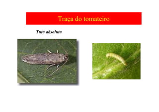 Traça do tomateiro
Tuta absoluta
 