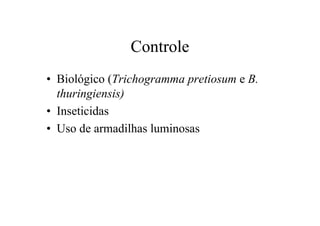 Controle
• Biológico (Trichogramma pretiosum e B.
thuringiensis)
• Inseticidas
• Uso de armadilhas luminosas
 