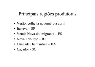 Principais regiões produtoras
• Verão: colheita novembro a abril
• Itapeva – SP
• Venda Nova do imigrante – ES
• Nova Friburgo – RJ
• Chapada Diamantina – BA
• Caçador - SC
 