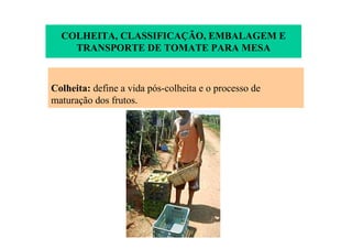 COLHEITA, CLASSIFICAÇÃO, EMBALAGEM E
TRANSPORTE DE TOMATE PARA MESA
Colheita: define a vida pós-colheita e o processo de
maturação dos frutos.
 