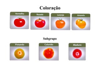 Coloração
Subgrupo
 