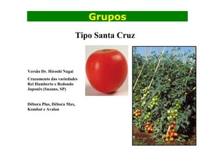 Grupos
Tipo Santa Cruz
Versão Dr. Hiroshi Nagai
Cruzamento das variedades
Rei Humberto e Redondo
Japonês (Suzano, SP)
Débora Plus, Débora Max,
Kombat e Avalon
 