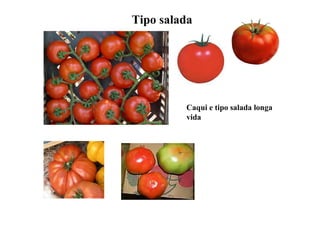 Tipo salada
Caqui e tipo salada longa
vida
 