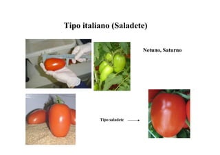 Tipo italiano (Saladete)
Netuno, Saturno
Tipo saladete
 