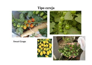 Tipo cereja
Sweet Grape
 