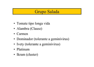 Grupo Salada
• Tomate tipo longa vida
• Alambra (Clause)
• Carmen
• Dominador (tolerante a geminivirus)
• Ivety (tolerante a geminivirus)
• Platinum
• Ikram (cluster)
 