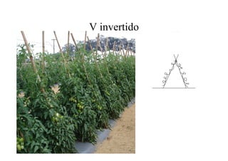 V invertido
 