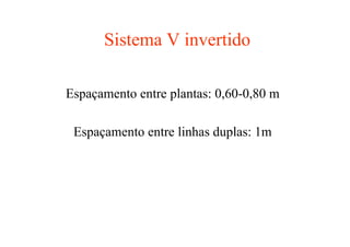 Sistema V invertido
Espaçamento entre plantas: 0,60-0,80 m
Espaçamento entre linhas duplas: 1m
 