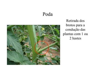 Poda
Retirada dos
brotos para a
condução das
plantas com 1 ou
2 hastes
 