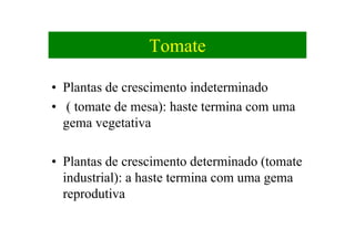 Tomate
• Plantas de crescimento indeterminado
• ( tomate de mesa): haste termina com uma
gema vegetativa
• Plantas de crescimento determinado (tomate
industrial): a haste termina com uma gema
reprodutiva
 