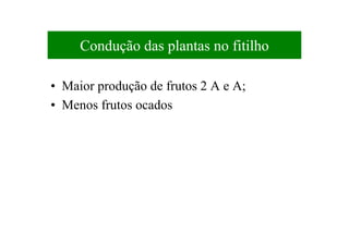 Condução das plantas no fitilho
• Maior produção de frutos 2 A e A;
• Menos frutos ocados
 