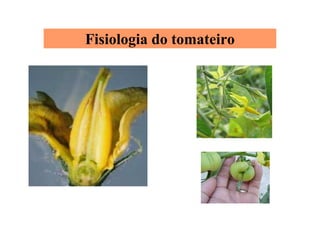 Fisiologia do tomateiro
 