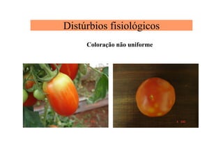 Distúrbios fisiológicos
Coloração não uniforme
 