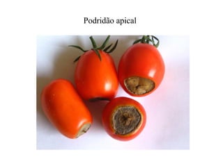 Podridão apical
 