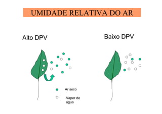 UMIDADE RELATIVA DO AR
Baixo DPVAlto DPV
Ar seco
Vapor de
água
 