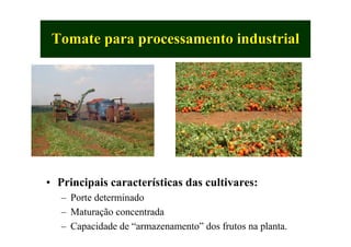 Tomate para processamento industrialTomate para processamento industrial
• Principais características das cultivares:
– Porte determinado
– Maturação concentrada
– Capacidade de “armazenamento” dos frutos na planta.
 