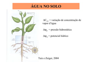 ∆Cwv = variação de concentração de
vapor d’água
∆ψp = pressão hidrostática
∆ψw = potencial hídrico
ÁGUA NO SOLO
Taiz e Zeiger, 2004
 