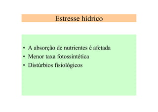Estresse hídrico
• A absorção de nutrientes é afetada
• Menor taxa fotossintética
• Distúrbios fisiológicos
 