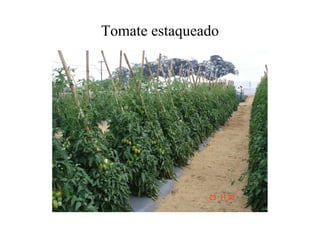 Tomate estaqueado
 