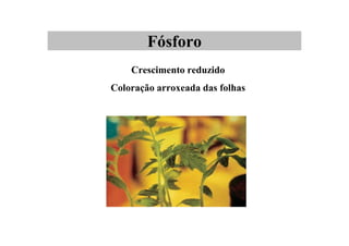 Fósforo
Crescimento reduzido
Coloração arroxeada das folhas
 