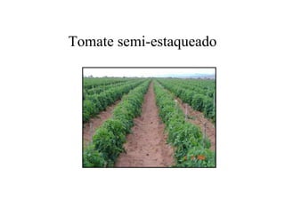 Tomate semi-estaqueado
 