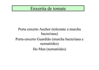 Enxertia de tomate
Porta enxerto Anchor (tolerante a murcha
bacteriana)
Porta-enxerto Guardião (murcha bacteriana e
nematóides)
He-Man (nematóides)
 