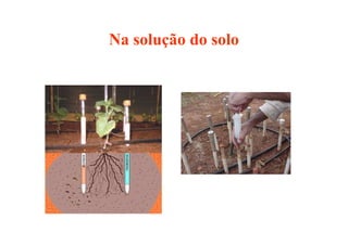 Na solução do solo
 