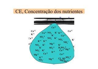 CE, Concentração dos nutrientes
gotejo
NO3
K+
K+
NO3
-
K+
NO3 K+
K+
NO3
-
K+
NO3
-
NH4
+
K+
H2PO4
-2
Ca+2
Cl- SO
Mg+2
SO4
-2
SO4
-2
SO4
-2
NO3
-
Ca+2
Mg+2
Mg+2
Mg+2
Mg+2
Mg+2
Ca+2
Ca+2
Ca+2
Ca+2
Ca+2
Ca+2
Ca+2
Ca+2
Ca
K+1 K+1
K+1
K+1
K+1
K+1
K+1
gotejo
NO3
K+
K+
NO3
-
K+
NO3 K+
K+
NO3
-
K+
NO3
-
NH4
+
K+
H2PO4
-2
Ca+2
Cl- SO
Mg+2
SO4
-2
SO4
-2
SO4
-2
NO3
-
Ca+2
Mg+2
Mg+2
Mg+2
Mg+2
Mg+2
Ca+2
Ca+2
Ca+2
Ca+2
Ca+2
Ca+2
Ca+2
Ca+2
Ca
K+1 K+1
K+1
K+1
K+1
K+1
K+1
gotejo
NO3
K+
K+
NO3
-
K+
NO3 K+
K+
NO3
-
K+
NO3
-
NH4
+
K+
H2PO4
-2
Ca+2
Cl- SO
Mg+2
SO4
-2
SO4
-2
SO4
-2
NO3
-
Ca+2
Mg+2
Mg+2
Mg+2
Mg+2
Mg+2
Ca+2
Ca+2
Ca+2
Ca+2
Ca+2
Ca+2
Ca+2
Ca+2
Ca
K+1 K+1
K+1
K+1
K+1
K+1
K+1
gotejo
NO3
K+
K+
NO3
-
K+
NO3 K+
K+
NO3
-
K+
NO3
-
NH4
+
K+
H2PO4
-2
Ca+2
Cl- SO
Mg+2
SO4
-2
SO4
-2
SO4
-2
NO3
-
Ca+2
Mg+2
Mg+2
Mg+2
Mg+2
Mg+2
Ca+2
Ca+2
Ca+2
Ca+2
Ca+2
Ca+2
Ca+2
Ca+2
Ca
K+1 K+1
K+1
K+1
K+1
K+1
K+1
 