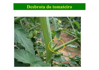 Desbrota do tomateiro
 