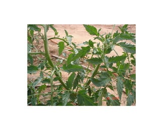 Condução com duas hastes
 