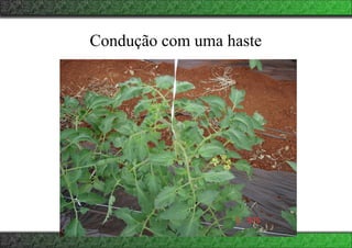 Condução com uma haste
 