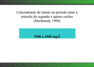 Concentração de nitrato no período entre a
emissão do segundo e quinto cachos
(Hochmuth, 1994)
3500 a 4500 mg/L
 