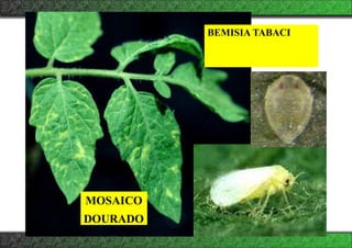 MOSAICO
DOURADO
BEMISIA TABACI
 