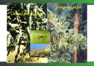 AMARELO BAIXEIRO
TOPO AMARELO
 