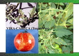 VIRA-CABEÇA (Tospovirus)
 