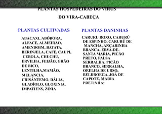 PLANTAS CULTIVADAS
ABACAXI, ABÓBORA,
ALFACE, ALMEIRÃO,
AMENDOIM, BATATA,
BERINJELA, CAFÉ, CAUPI,
CEBOLA, CHUCHU,
ERVILHA, FEIJÃO, GRÃO
DE BICO,
LENTILHA,MAMÃO,
MELANCIA,
CRISÂNTEMO, DÁLIA,
GLADÍOLO, GLOXINIA,
IMPATIENS, ZINIA
PLANTAS DANINHAS
CARURU ROXO, CARURÚ
DE ESPINHO, CARURÚ DE
MANCHA, ANÇARINHA
BRANCA, ERVA-DE-
SANTA MARIA, PICÃO
PRETO, FALSA
SERRALHA, PICÃO
BRANCO, SERRALHA,
ORELHA DE URSO,
BELDROEGA, JOÁ DE
CAPOTE, MARIA
PRETINHA;
PLANTAS HOSPEDEIRAS DO VIRUS
DO VIRA-CABEÇA
 