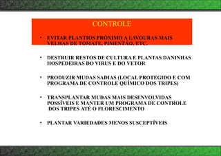 CONTROLE
• EVITAR PLANTIOS PRÓXIMO A LAVOURAS MAIS
VELHAS DE TOMATE, PIMENTÃO, ETC.
• DESTRUIR RESTOS DE CULTURA E PLANTAS DANINHAS
HOSPEDEIRAS DO VIRUS E DO VETOR
• PRODUZIR MUDAS SADIAS (LOCAL PROTEGIDO E COM
PROGRAMA DE CONTROLE QUÍMICO DOS TRIPES)
• TRANSPLANTAR MUDAS MAIS DESENVOLVIDAS
POSSÍVEIS E MANTER UM PROGRAMA DE CONTROLE
DOS TRIPES ATÉ O FLORESCIMENTO
• PLANTAR VARIEDADES MENOS SUSCEPTÍVEIS
 