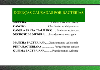 DOENÇAS CAUSADAS POR BACTÉRIAS
MURCHA ..................................Ralstonia solanacearum
CANCRO .............................. Clavibacter michiganensis
CANELA PRETA / TALO OCO..... Erwinia carotovora
NECROSE DA MEDULA .....Pseudomonas corrugata
MANCHA BACTERIANA ....Xanthomonas vesicatoria
PINTA BACTERIANA ................. Pseudomonas tomato
QUEIMA BACTERIANA ..........Pseudomonas syringae
 