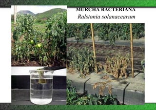 MURCHA BACTERIANA
Ralstonia solanacearum
 