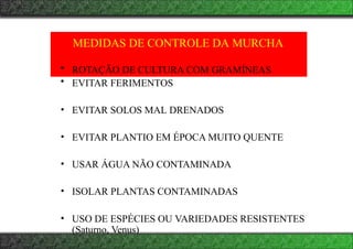 MEDIDAS DE CONTROLE DA MURCHA
• ROTAÇÃO DE CULTURA COM GRAMÍNEAS
• EVITAR FERIMENTOS
• EVITAR SOLOS MAL DRENADOS
• EVITAR PLANTIO EM ÉPOCA MUITO QUENTE
• USAR ÁGUA NÃO CONTAMINADA
• ISOLAR PLANTAS CONTAMINADAS
• USO DE ESPÉCIES OU VARIEDADES RESISTENTES
(Saturno, Venus)
 