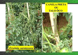 CANELA PRETA
OU
TALO ÔCO
Erwinia carotovora
 